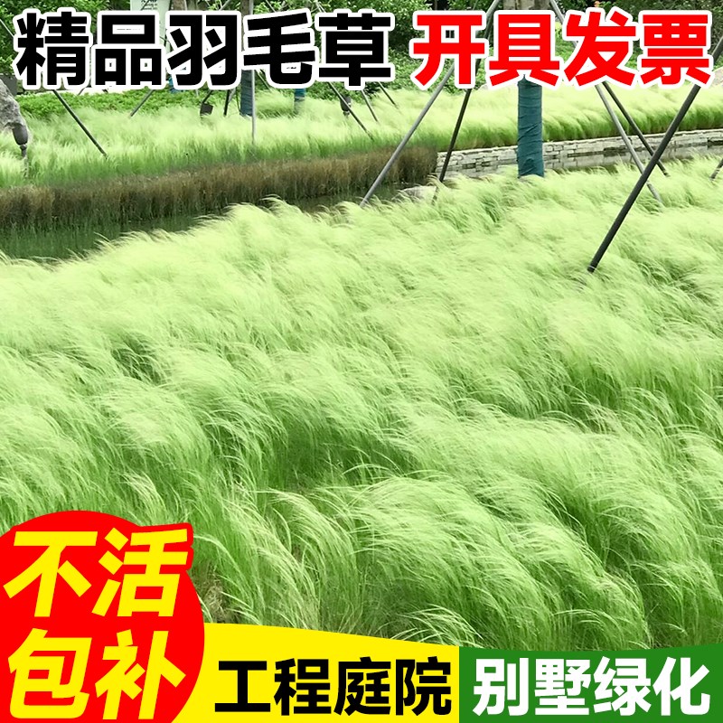 速发院西哥绿毛草盆栽花镜羽植造景庭墨绿化植物多年生观赏草四季