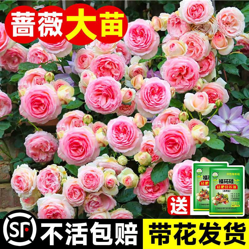 速发季色龙沙宝石蔷薇花苗月粉爬藤盆栽庭院四季开花多头玫瑰植卉