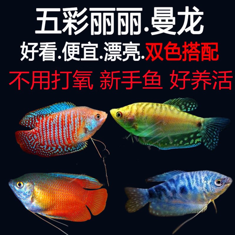 速发曼龙鱼七彩神仙鱼鱼苗好养的观赏冷水淡水不打氧耐活鱼混养小