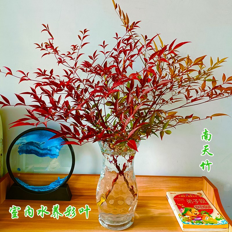 速发南天竹水养花观客室鲜切枝条插花厅内水培植物台书房卉彩叶好
