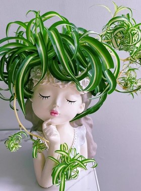 速发金边吊兰盆栽空卉植花室内物台净化花气去某醛垂吊卷叶吊兰绿