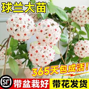 速发球兰带盆大苗羊脂玉球兰花花栽贝拉卷心叶攀援爬藤植物花季开