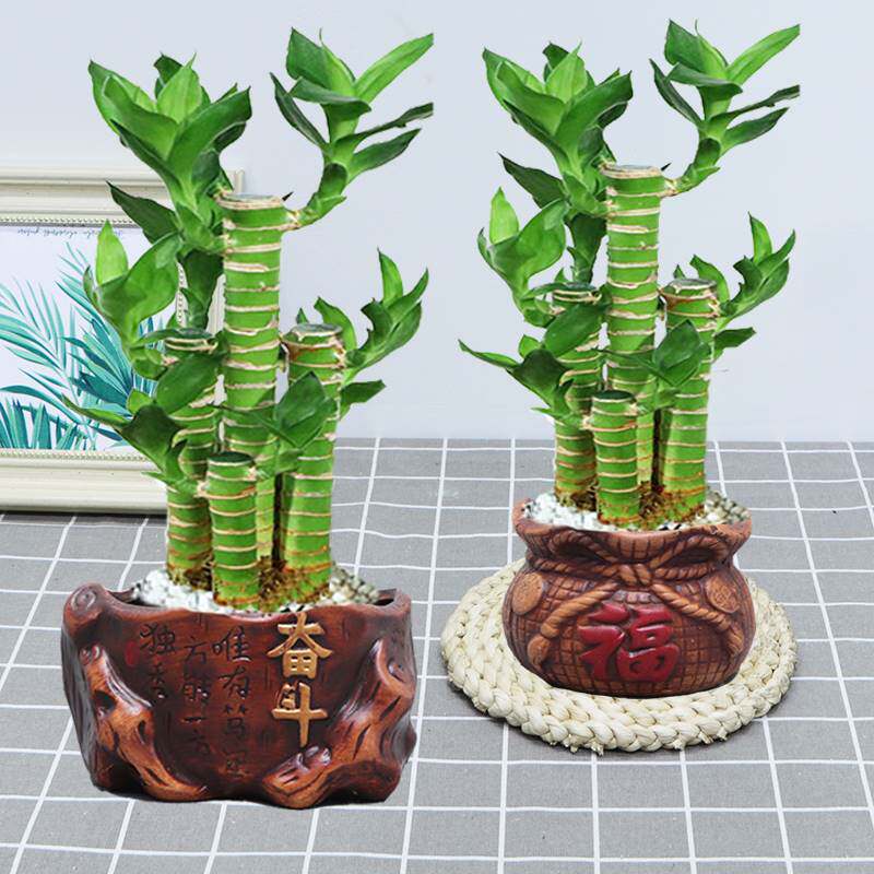 速发旺财植物家里盆栽高好富贵竹的绿植寓意端升工位桌上家养好
