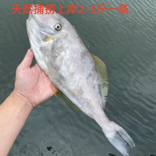 天然海捕马面鱼绿鳍马面鲀橡皮鱼剥皮鱼马面鲀面包鱼耗子鱼清蒸鱼