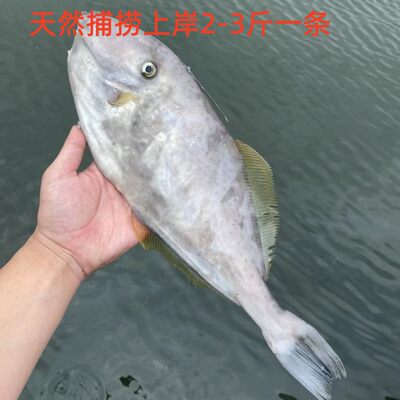 天然海捕马面鱼耗子鱼清蒸鱼