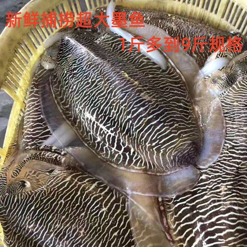 新鲜大墨鱼鲜活1-9斤一只墨鱼海鲜特产冰鲜发货刺身食材