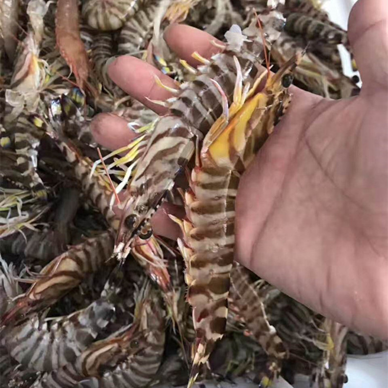 海捕大九节虾老虎虾海鲜水产