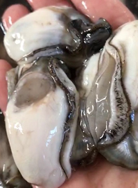 新鲜海鲜海蛎肉海鲜现剥