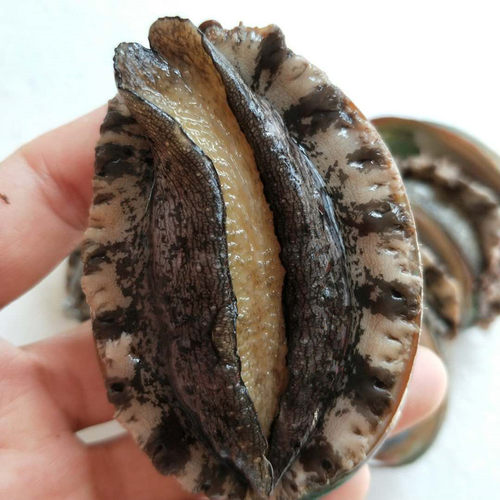 鲜活福建大鲍鱼当天捕捞