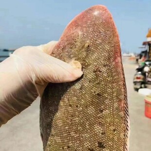 天然海捕龙利鱼 三边鱼 舌鳎  板鱼 鳎目 鳎米牛舌头子板鱼舌头鱼