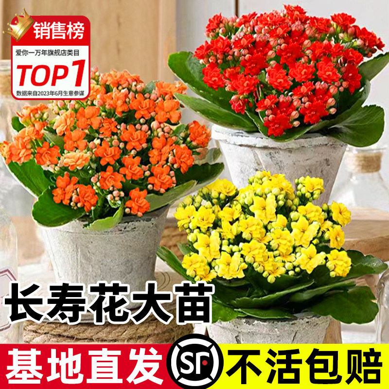 速发盆寿花季栽重瓣大花带花苞花苗四长室内开花好养的花卉植物