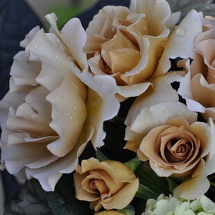 速发纯扇/折扇月季花大苗盆栽灌木咖啡色勤大花四季特开河本金子