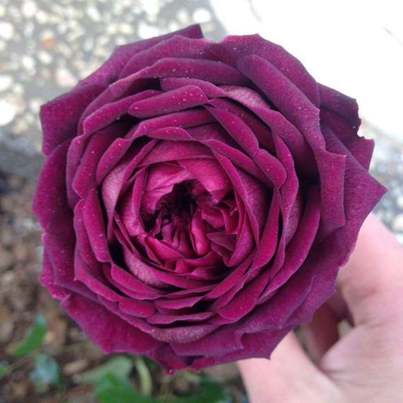 速发台欧月王子浓季花苗大花月香灌木切花暗红色四季玫花开瑰浓香