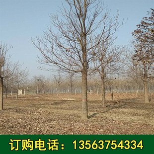 速发楸树本基地大量供应楸树 山东货源 楸树 楸树 楸树