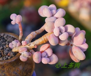 悬崖桩 多肉植物 丸叶桃蛋 老桩 桃之卵 造型很好