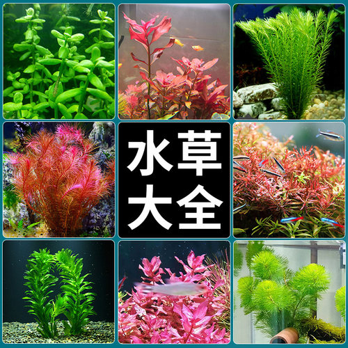 速发套缸水草懒人性餐蜈蚣草沉木水族箱易养阴鱼增氧生态植物造景
