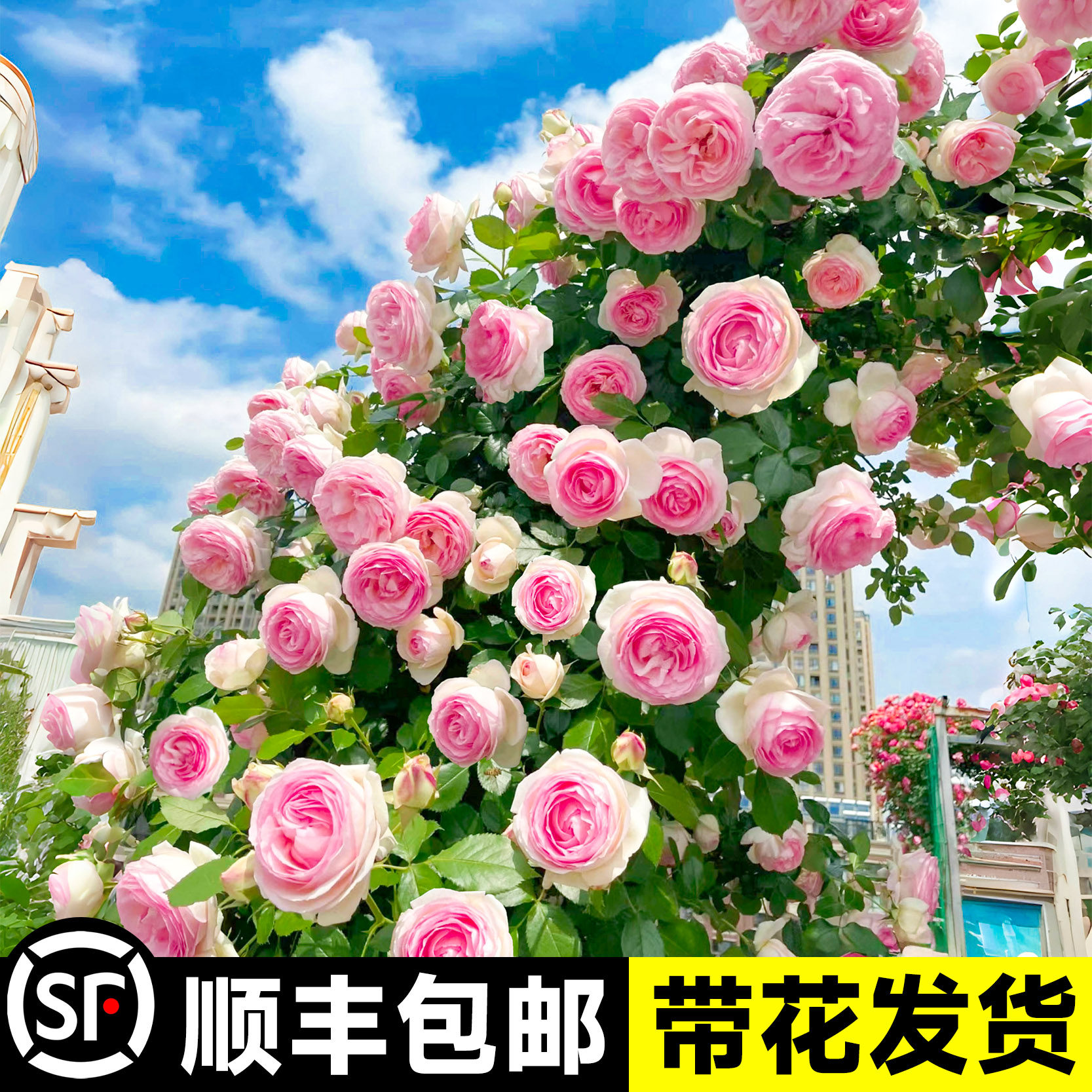 速发爬藤月季四季开花不断母墙大苗蔷薇花苗花树爬系庭院植物盆栽