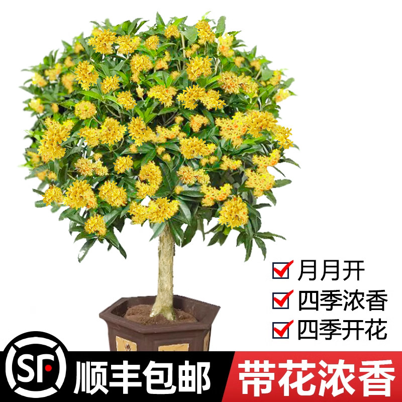 速发桂花大树四栽盆季桂花卉台庭院室内开花金桂浓绿老桩香植物
