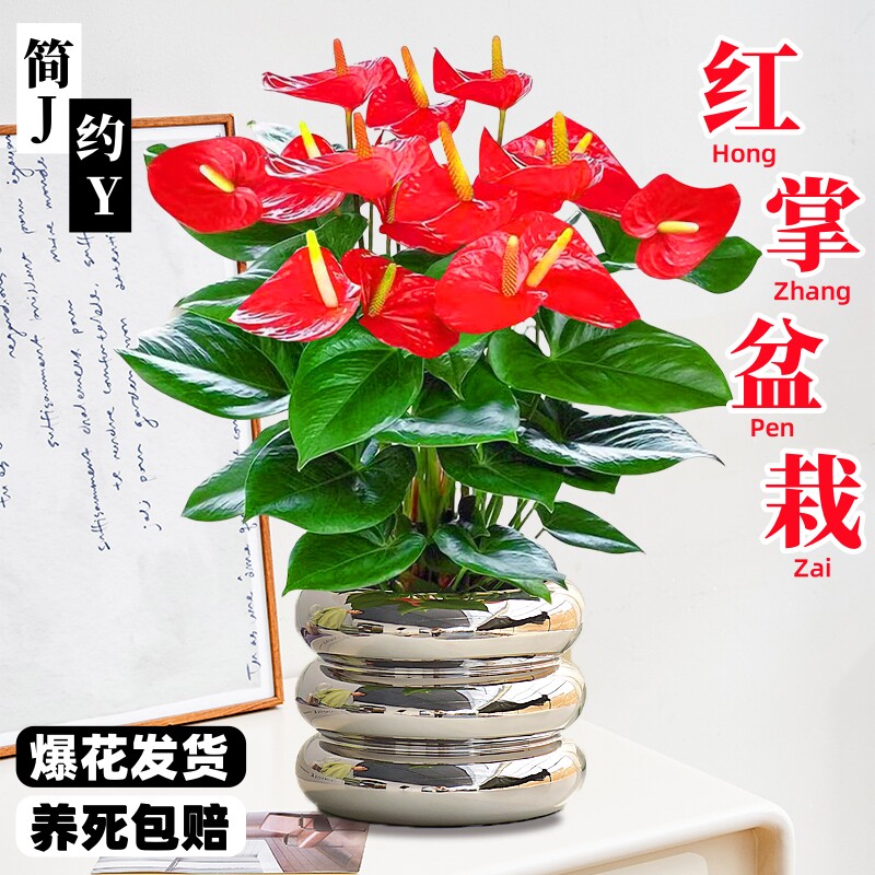 速发红掌盆栽带花大叶四季开约卉物植绿简花客厅旺宅鸿运当头办公