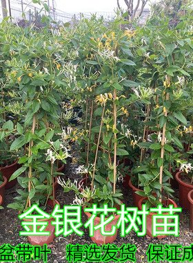 金银花苗爬藤植物庭院四季开花