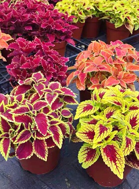 彩叶草花卉植物盆栽紫色五彩苏变色四季观叶花苗七彩趣味庭院阳台