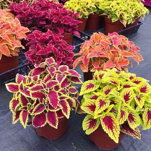 变色四季观叶七彩趣味花卉植物