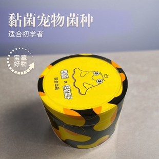 黏菌宠物菌种菌核饲养套装粘菌染色迷宫培养小孩儿童生日礼物宠物