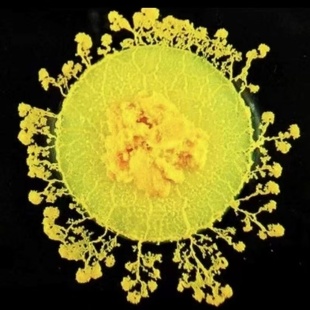 黏菌菌种菌核粘菌宠物迷宫染色剂饲养套装钢丝多头绒泡菌培养皿