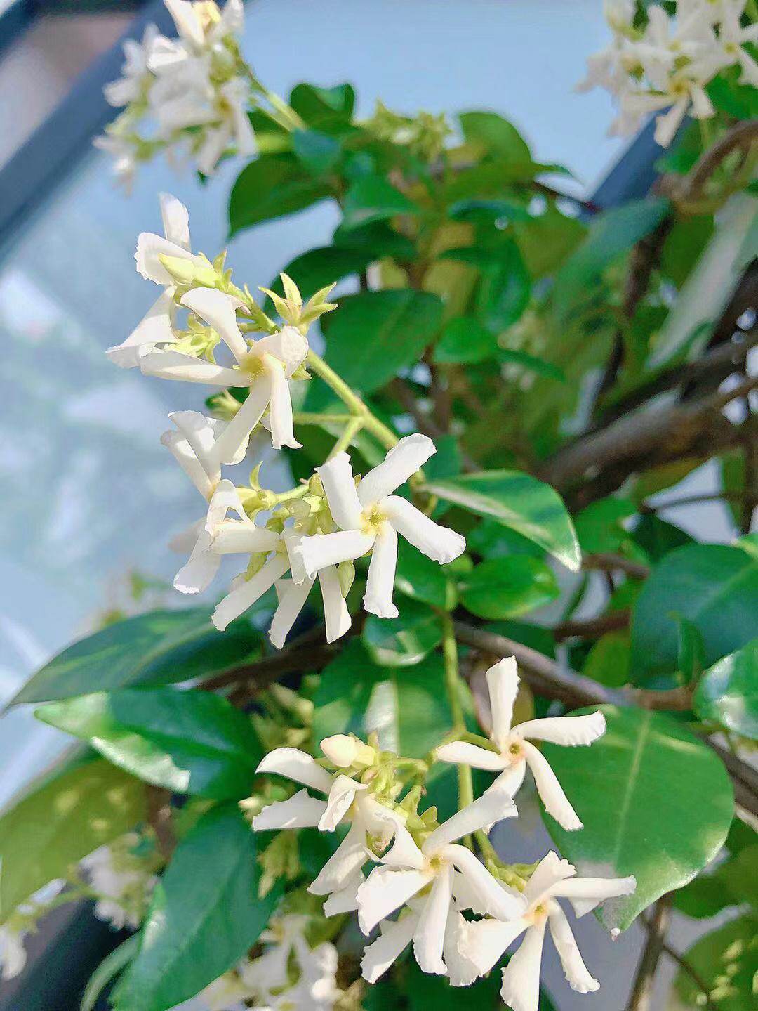 风车茉莉盆栽大苗浓香型好养藤垂丝爬藤花卉耐寒阳台盆栽植物开花