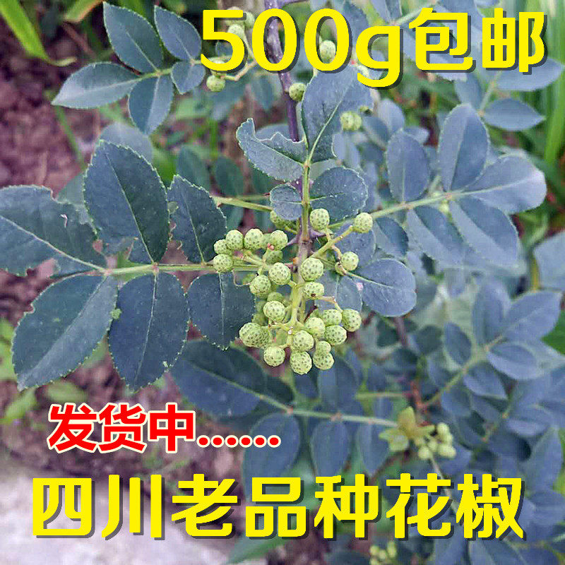 四川特产新鲜花椒嫩芽自家老品种自家花椒嫩叶包邮现摘现发