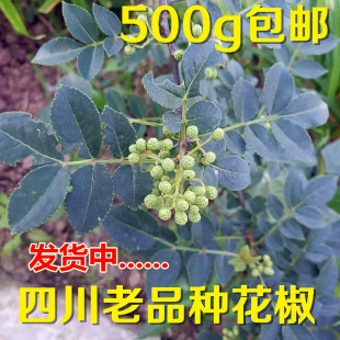 四川特产新鲜花椒嫩芽自家老品种自家花椒嫩叶包邮现摘现发