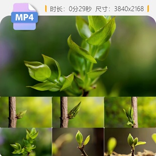 高清春天树木发芽嫩叶生长延时摄影万物复苏生机勃发视频素材