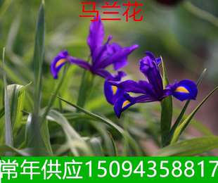 庭院别墅植物马兰花马蔺绿化苗木马兰花苗八宝景天萱草金娃娃萱草