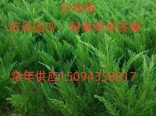 工程绿化苗木沙地柏防风固沙植物铺地柏耐旱耐盐碱植物地柏苗