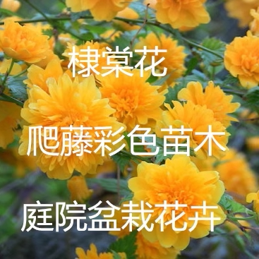 爬藤植物重瓣棣棠苗庭院盆栽花卉
