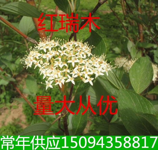 庭院花卉红瑞木树苗工程绿化苗木红杆麻球花苗耐寒植物红柳苗