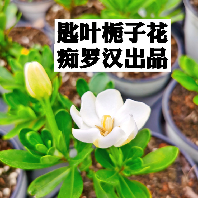 (痴罗汉)匙叶栀子花  新品种小叶栀子花 栀子花盆景素材