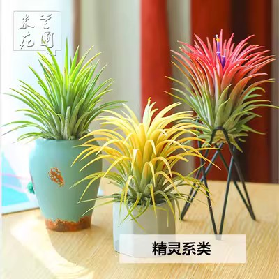 无土植空气凤梨办公室内净化空气