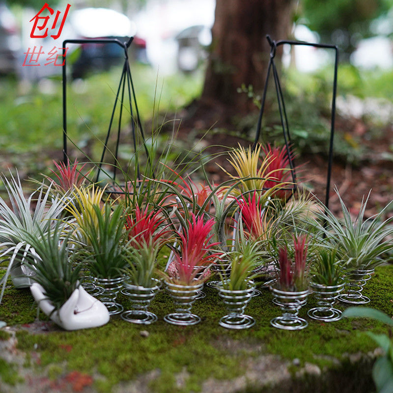 空气凤梨植物懒人室内净化桌面