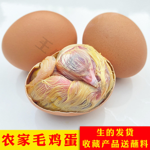21天全鸡40枚非活珠子 毛蛋鸡胚蛋毛鸡蛋新鲜喜蛋旺鸡蛋凤凰蛋18