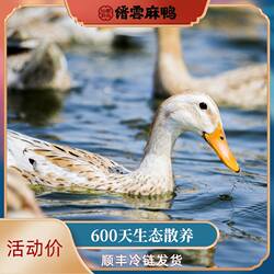 正宗地标缙云老麻鸭天然生态散养老鸭生鲜顺丰冷链滋补煲汤