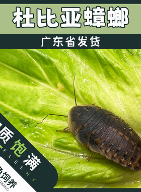 杜比亚蟑螂活体活饵活体饲料