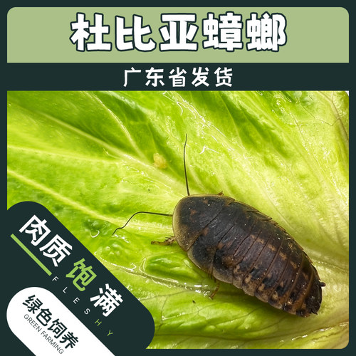 杜比亚蟑螂活体活饵活体饲料