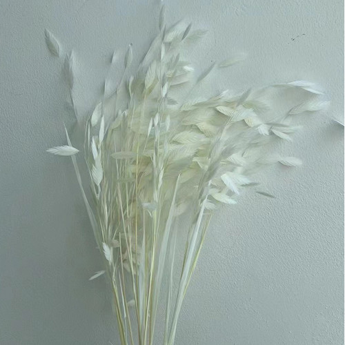 永生小盼草【漂白】