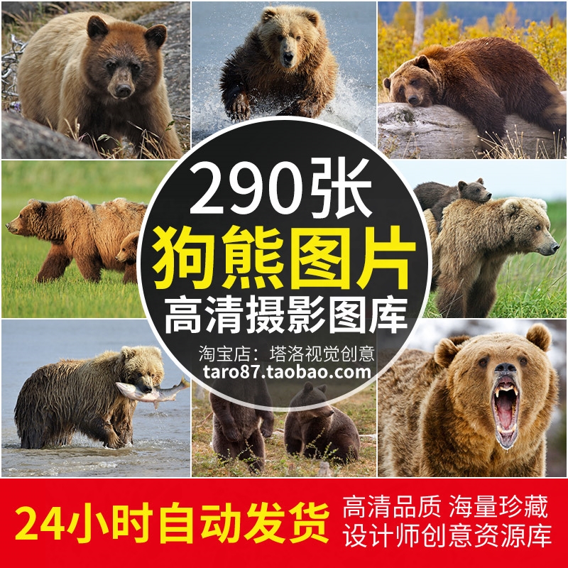 jpgjpg高清狗熊图片灰黑棕熊马来月熊幼崽哺乳动物素材园摄影照