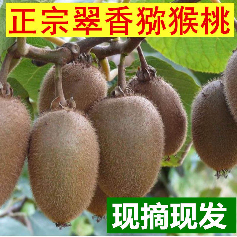 陕西周至眉县绿心翠香