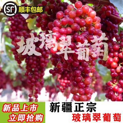 新疆玻璃脆葡萄玻璃翠新鲜水果当季整箱无核嘎嘣脆红提现摘顺丰邮