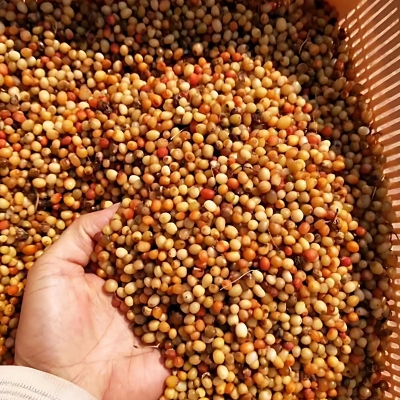 正宗黄精种子多花不到苗黄精种子滇黄精种子老虎姜种子