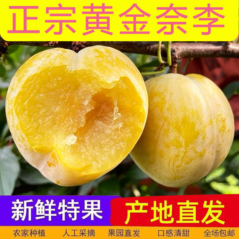 【黄金奈李】正宗汝城脆甜黄金李子新鲜脱骨李应季水果桂林蜂糖李
