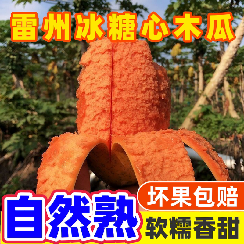 【树上熟木瓜】雷州冰糖红心木瓜